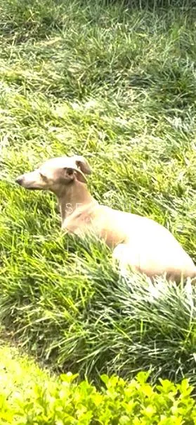 Casa com 5 suítes à venda em Cidade Jardim, São Paulo, por R$ 24.000.000 Imagem 37