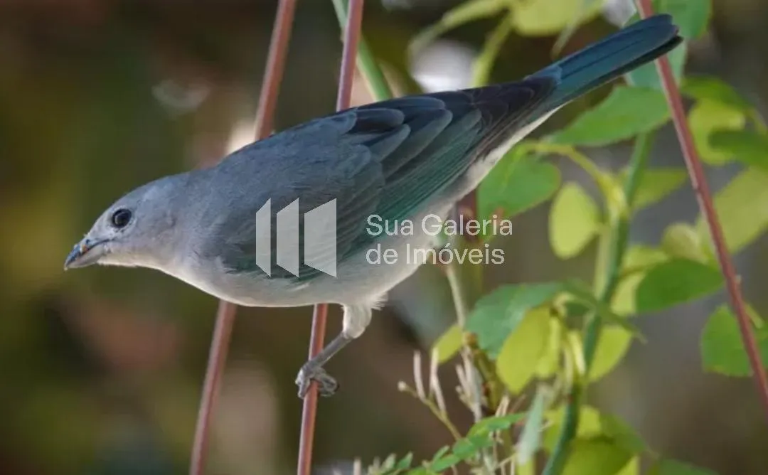 Casa com 2 suítes à venda em Vila Madalena, São Paulo, por R$ 2.180.000 Imagem 37