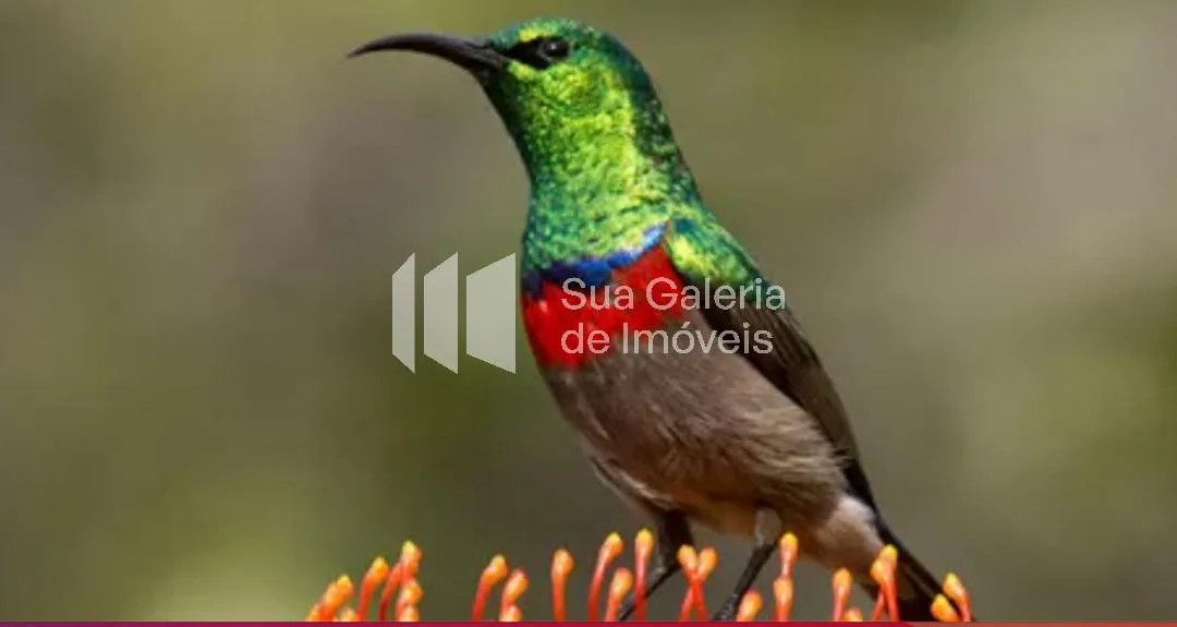 Casa com 2 suítes à venda em Vila Madalena, São Paulo, por R$ 2.180.000 Imagem 38