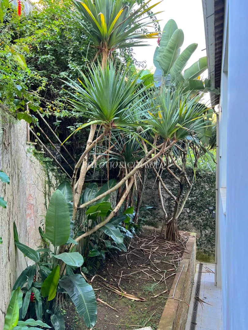 Casa com 4 suítes à venda em Cidade Jardim, São Paulo, por R$ 6.600.000 Imagem 51