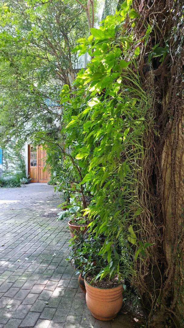 Casa de vila com 2 suítes à venda em Jardim Paulistano, São Paulo, por R$ 4.980.000 Imagem 5